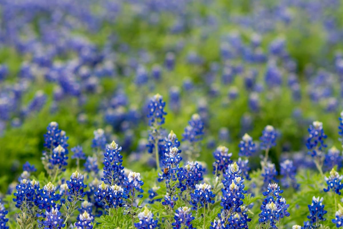 Texas Drug and Alcohol Interventions